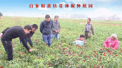 聚焦兩(liang)會(hui)：白(bai)象(xiang)食(shi)品嚴守(shou)産(chan)品(pin)質量，積(ji)極創新研(yan)髮，助力鄕邨(cun)振(zhen)興